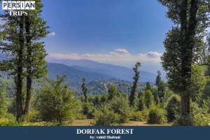 Dorfak-forest1