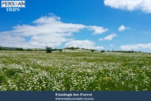 Fandogh-loo-Forest1