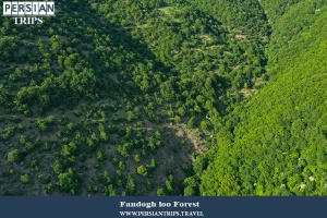 Fandogh-loo-Forest6