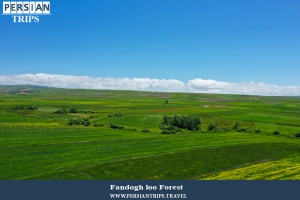 Fandogh-loo-Forest8