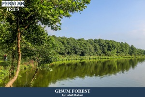 Gisum-forest1