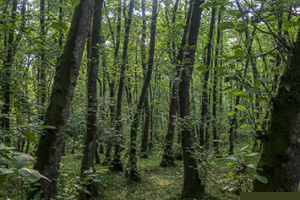 Gisum-forest2