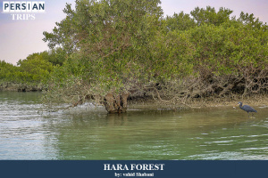 Hara-forest