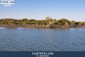 Tiab-wetland6