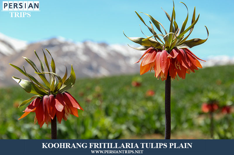 Koohrang Reverse Tulips(1 night and 2 days)