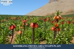 Reverse tulips plain1