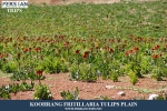 Reverse tulips plain2