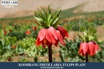Reverse tulips plain5