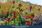 REVERSETULIPSPLAIN2