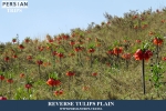 REVERSETULIPSPLAIN3