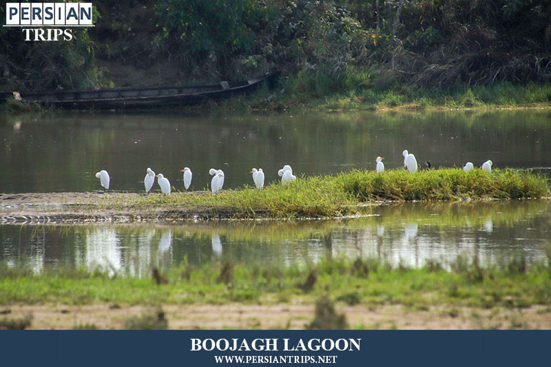 Bojaq wetland Birdwatching Tour (1 day)