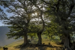 Pisason forest15