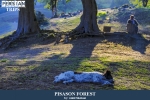 Pisason forest2
