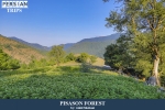 Pisason forest3
