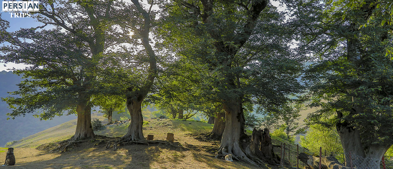 media/plg_solidres_experience/images/23da6eee3d452c3c3ea8e61068369229/gilan/Theexcitementoftouchingnature/slide/Pisason-forest2.jpg