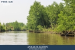 anzali1