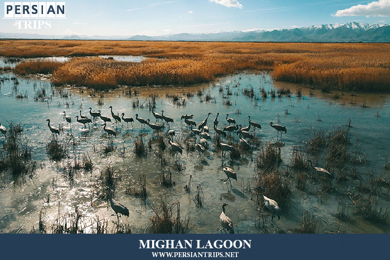 Mighan Wetland Birdwatching Tour (1 day)