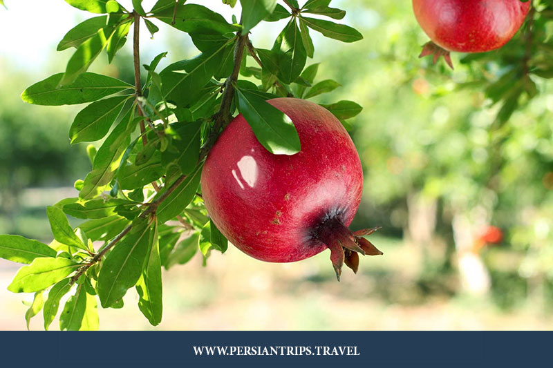 Saveh Pomegranate Festival (1 day)