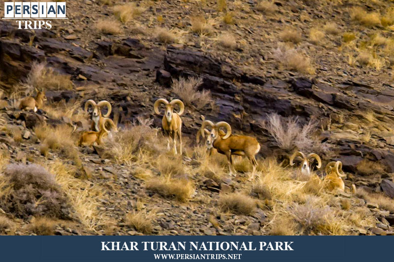  Turan national park (1 night and 2 days)